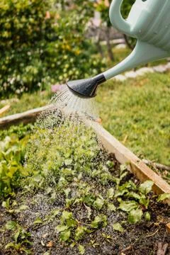 Watering vegetables Stock Photos