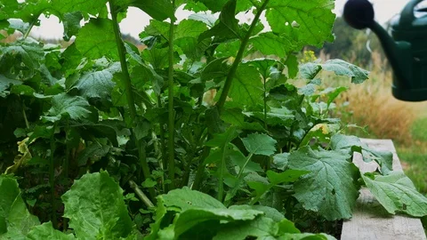 Watering vegetables in a raised bed Video stock 127278030