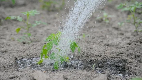 Watering from a watering can. Stock Footage 134525747