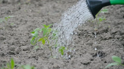 Watering from a watering can. Stock Footage 136450477