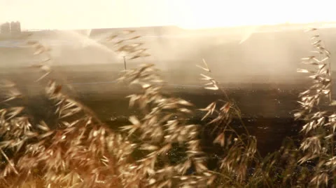 Watering wheat field 2 Stock Footage 22532977