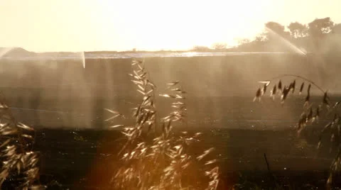 Watering wheat field Stock Footage 22531791