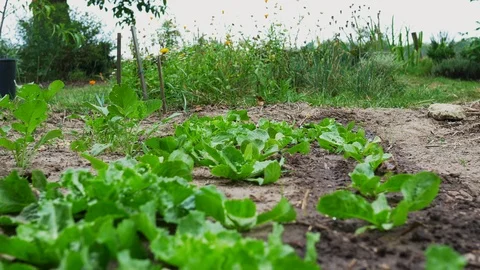 Watering winter endive Stock Footage 127282517