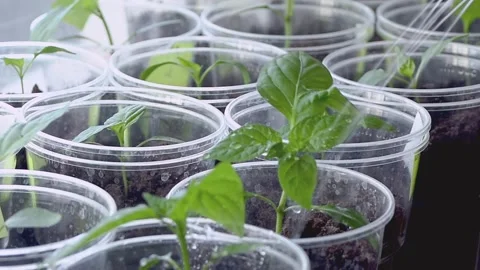 Watering young bell pepper seedlings growing in plastic cups on a window sill Stock Footage 261498618