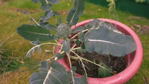 Watering Young Broccoli vegetable plant in plant pot Stock Footage 346111427