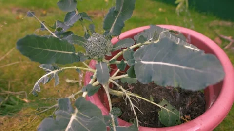 Watering Young Broccoli vegetable plant in plant pot Stock Footage 346111593