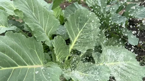Watering Young Cabbage Stock Footage 242829730