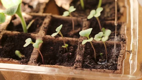 Watering Young Cabbage Seedlings in Spring. Home Growing Close up. Bokeh Vídeos de archivo 130091517