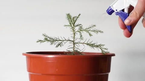 Watering young giant sequoia tree, growing Sequoiadendron giganteum at home 스톡 동영상 264495571