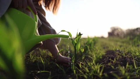 Watering a young plant Stockbeeldmateriaal 338384261