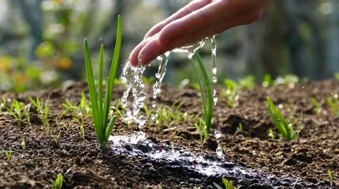 Watering young plant with hand over green background Stock Footage