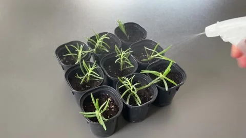Watering young plants carefully Stock Footage 342335477