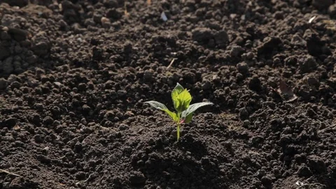 Watering young plants Stock-Footage 71123609