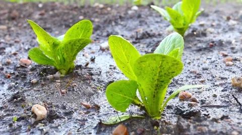 Watering young seedlings. Stock Footage 62773792