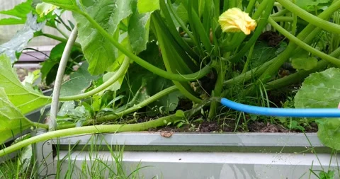 Watering zucchini in the garden. Stock Footage 137385833
