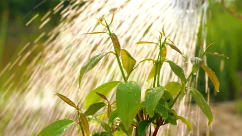Watering11 Stock Footage 177303031