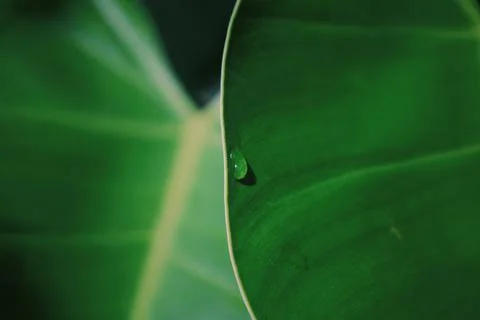 Water,On,Leaf,After,Rain Stock Photos