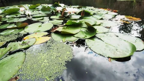 Waterlely in the sunlight Video stock 117230320