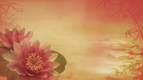 Waterlilies 1080  background Stock Footage 50692519