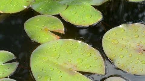 Waterlilies Stock Footage 13527818