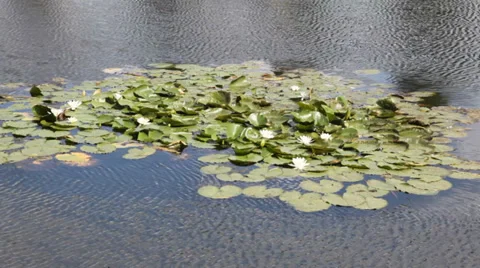 Waterlilies Stock Footage 27857406