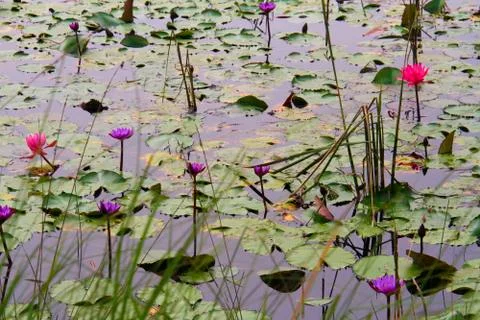 Waterlilies Stock Photos
