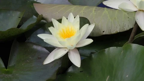 Waterlilies on a pond Stock Footage 73098138