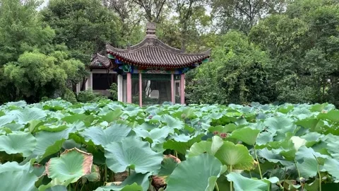Waterlilies in Xi'an Stock-Footage 342750506