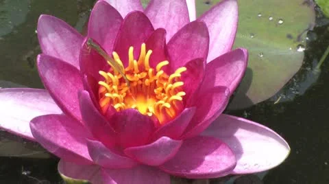 Waterlilly with damselfly Stock Footage 8945006