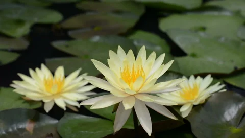 Waterlilly Stock Footage 158659583