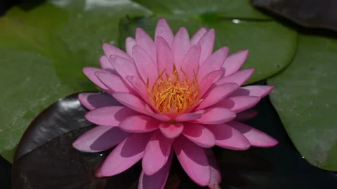 Waterlilly Stock Footage 158659633