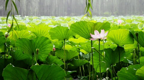 Waterlily 1 動画素材 821651