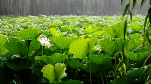 Waterlily 2 Stock Footage 821652