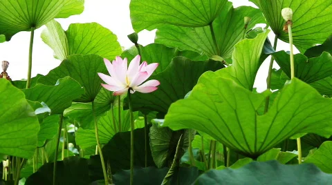 Waterlily 3 Video stock 821659