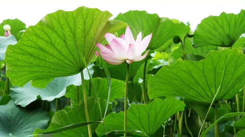 Waterlily 4 Stock Footage 821658