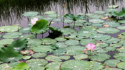 Waterlily 5 Stock Footage 821669