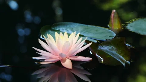 Waterlily 64 Stock Footage 135398429
