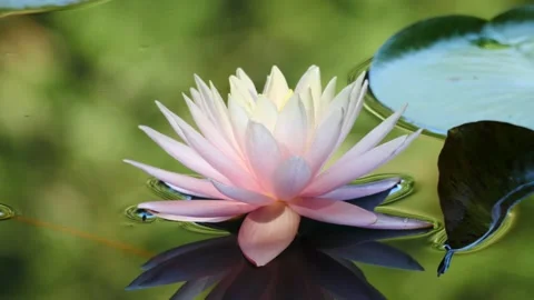 Waterlily 65 Stock Footage 135398185