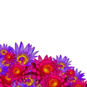 Waterlily background Stock Photos