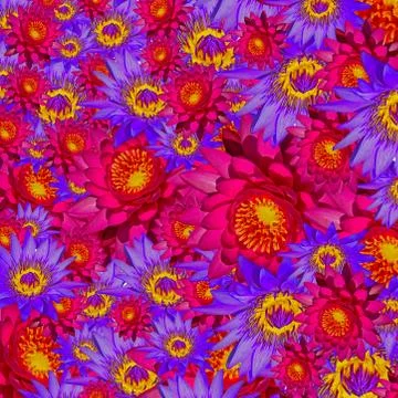 Waterlily background Stock Photos