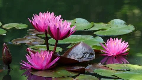 Waterlily Blossoms Stock Footage 132525291