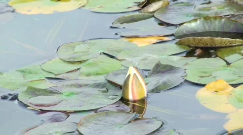 Waterlily buds Video stock 108690