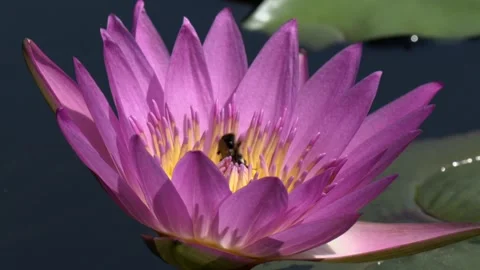 Waterlily with bumblebee Stock Footage 131546413