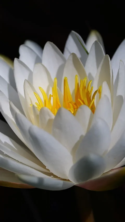 WATERLILY CLOSE UP Stock Footage 280801379