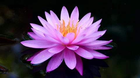 Waterlily Closeup Stockbeeldmateriaal 202607749