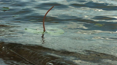 Waterlily floating Stock Footage 49144472