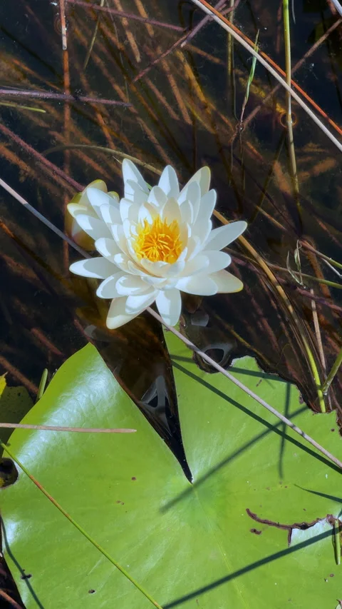 WATERLILY FLOWER Stock Footage 280801505