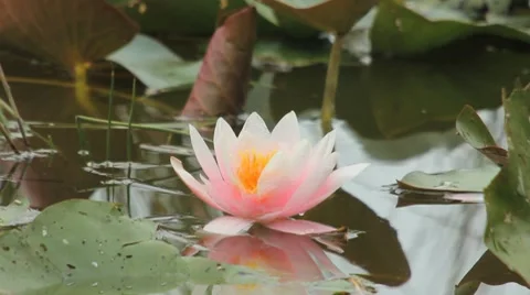 Waterlily Stock Footage 8565991