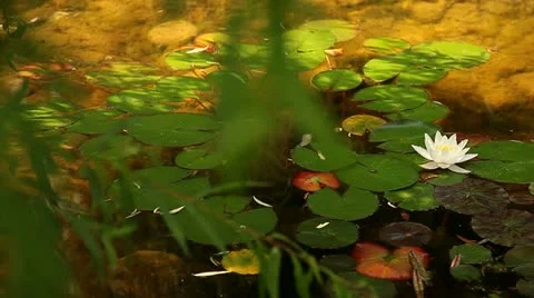 Waterlily Stockbeeldmateriaal 10833618