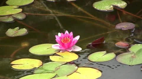 Waterlily Stock Footage 11226215